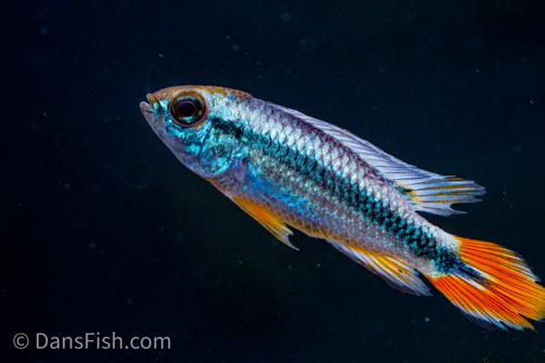 Apisto agassizii 'Blue Flame'