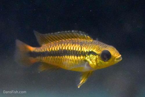 Apisto agassizii 'Blue Flame'