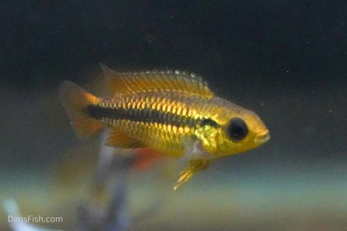 Apisto agassizii 'Blue Flame'