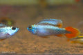 Apisto agassizii 'Blue Flame'