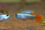 Apisto agassizii 'Blue Flame'