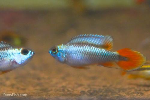 Apisto agassizii 'Blue Flame'