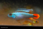 Apisto agassizii 'Blue Flame'