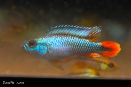 Apisto agassizii 'Blue Flame'