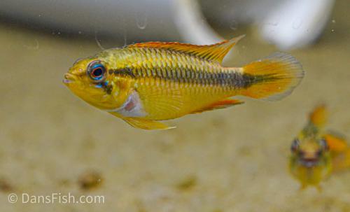 Apisto agassizii 'Double Red'