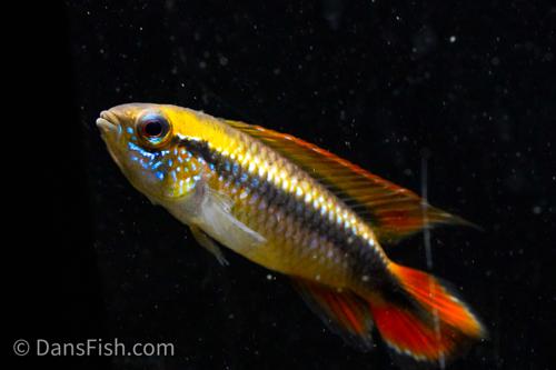 Apisto agassizii 'Double Red'