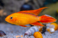 Apisto agassizii 'Fire Red'