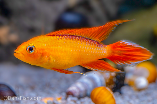 Apisto agassizii 'Fire Red'