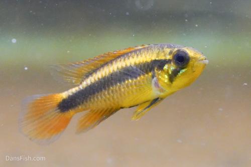 Apisto agassizii Red Tail
