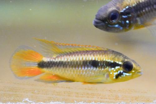Apisto agassizii Red Tail