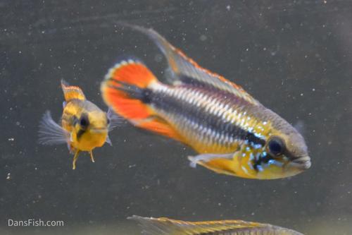 Apisto agassizii Red Tail
