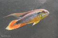 Apisto agassizii Red Tail