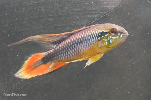 Apisto agassizii Red Tail