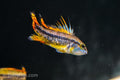 Apisto cacatuoides 'Double Red'