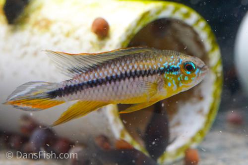 Apisto agassizii 'Alenquer'