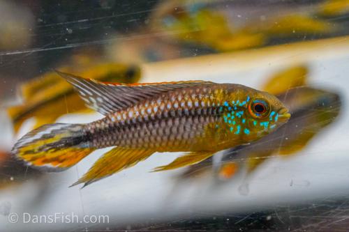Apisto agassizii 'Alenquer'