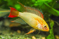 Apisto macmasteri Gold