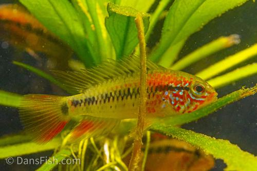 Apisto macmasteri 'Red Shoulder'