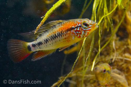 Apisto macmasteri 'Red Shoulder'
