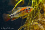 Apisto macmasteri 'Red Shoulder'