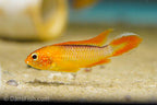 Apisto agassizii 'Fire Red'