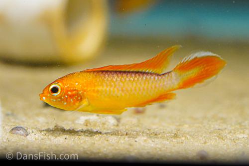 Apisto agassizii 'Fire Red'