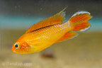 Apisto agassizii 'Fire Red'