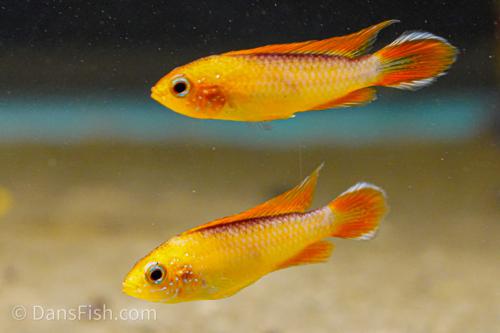 Apisto agassizii 'Fire Red'