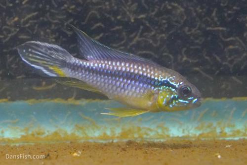 Apistogramma agassizii Tefe Blue Pearl