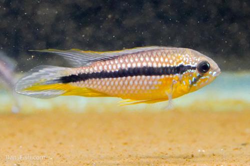 Apistogramma agassizii Tefe Blue Pearl