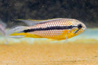Apistogramma agassizii Tefe Blue Pearl