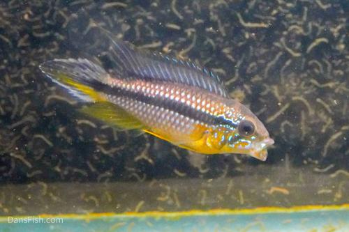 Apistogramma agassizii Tefe Blue Pearl