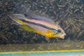 Apistogramma agassizii Tefe Blue Pearl