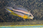 Apistogramma agassizii Tefe Blue Pearl