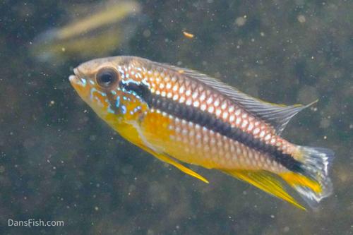 Apistogramma agassizii Tefe Blue Pearl