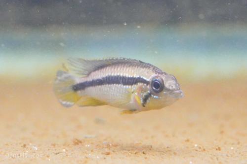 Apistogramma agassizii Tefe Blue Pearl