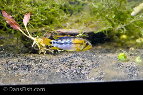 Apistogramma baenschi 'Inka 50'