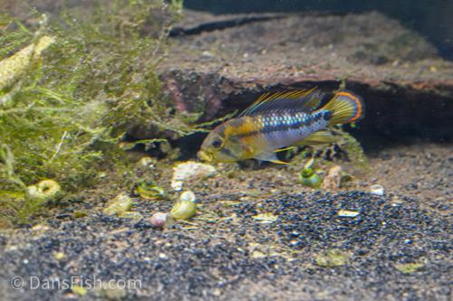 Apistogramma baenschi 'Inka 50'