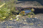 Apistogramma baenschi 'Inka 50'