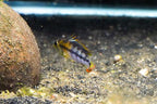 Apistogramma baenschi 'Inka 50'