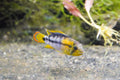 Apistogramma baenschi 'Inka 50'