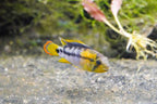 Apistogramma baenschi 'Inka 50'