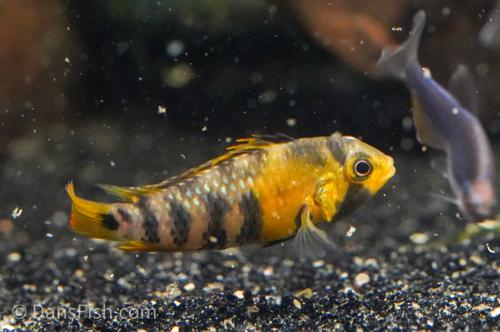 Apistogramma baenschi 'Inka 50'