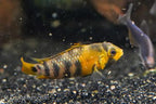 Apistogramma baenschi 'Inka 50'