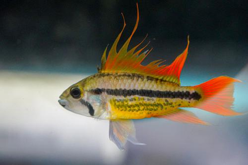 Apisto cacatuoides 'Orange Flash'