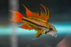 Apisto cacatuoides 'Orange Flash'