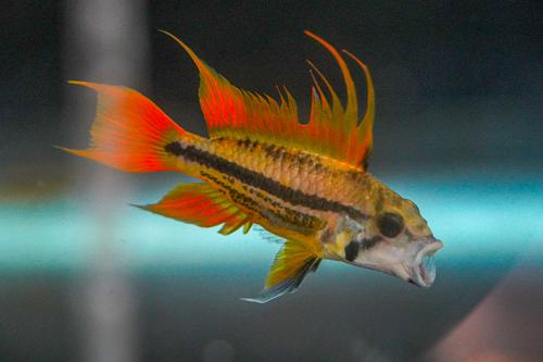 Apisto cacatuoides 'Orange Flash'