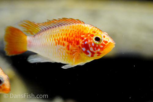 Apisto macmasteri Gold Red Shoulder