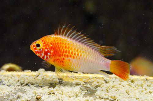 Apisto macmasteri Gold Red Shoulder