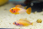 Apisto macmasteri Gold Red Shoulder